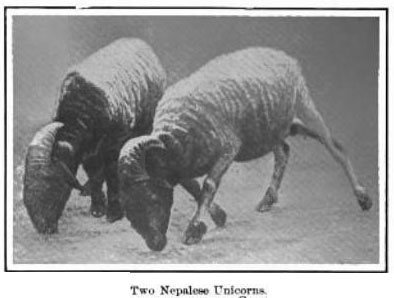 Illustration for article titled The (Un-)Natural History of Man-Made Unicorns